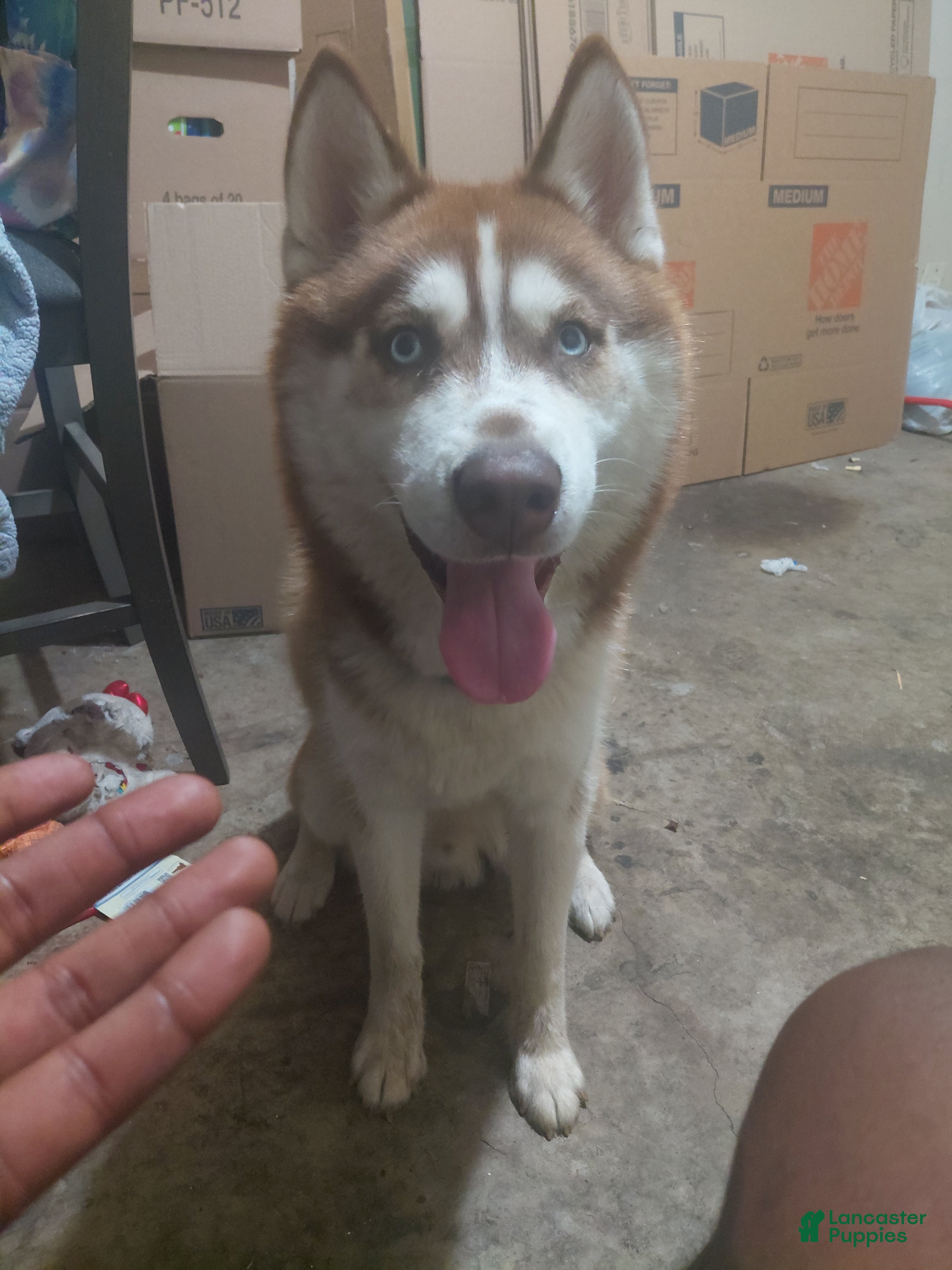 Siberian Husky dogs Miles Crimson  - Ad 4