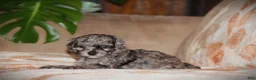 Toy Poodle dogs for sale: Dakota - Ad 4