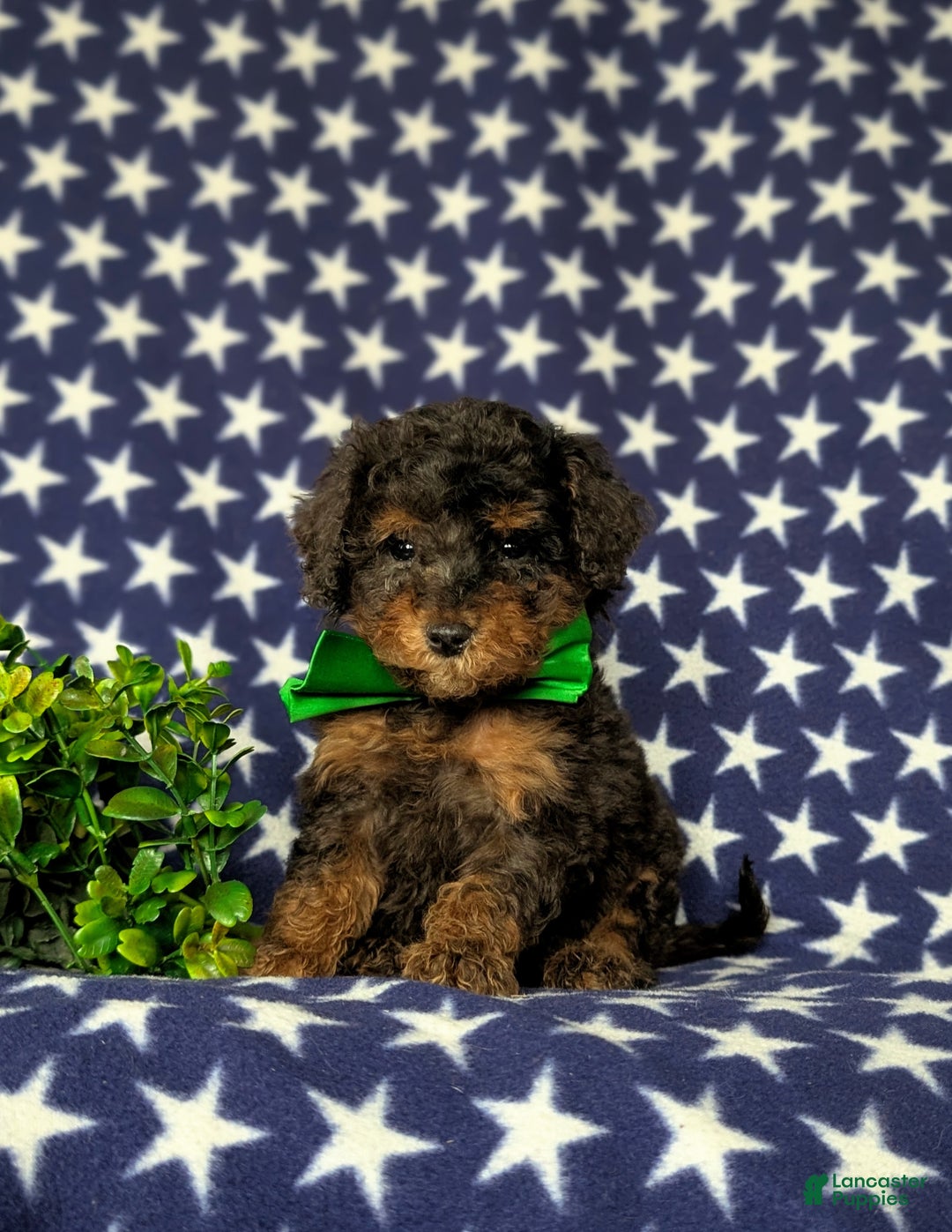 Miniature Poodle dogs for sale: Wilson - Ad 2