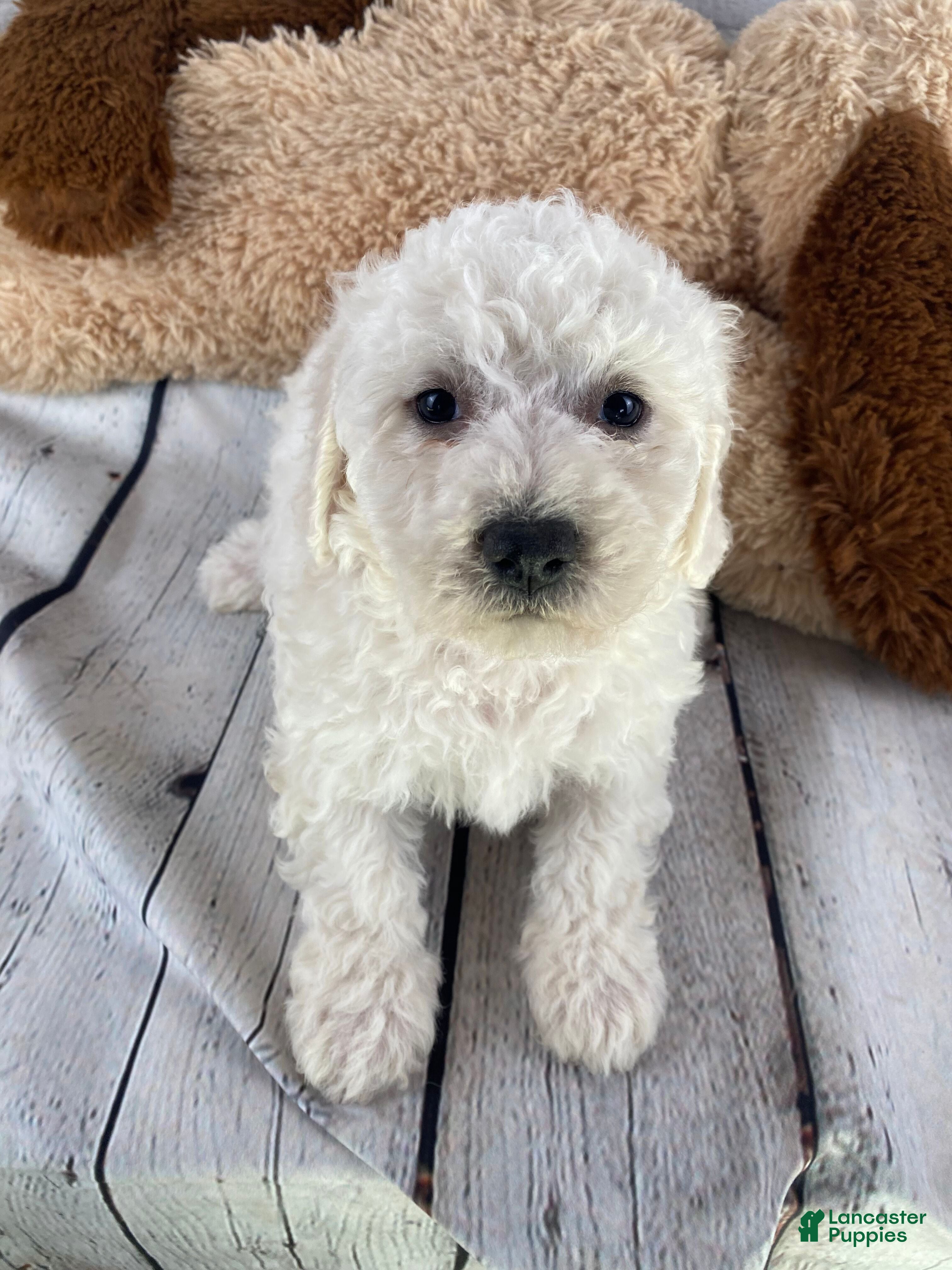 Bichon Frise dogs Stella - Ad 2