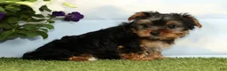 Yorkshire Terrier dogs for sale: Keesha - Ad 4