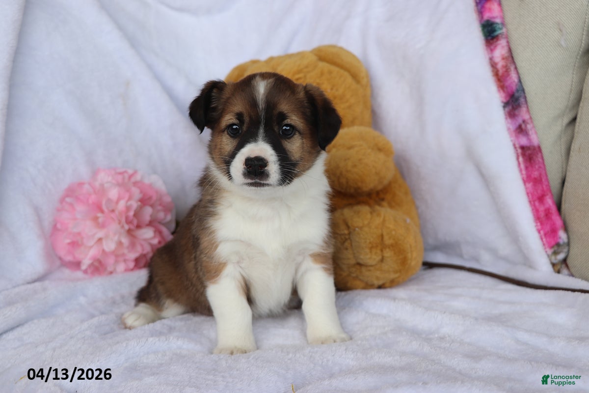 Mixed Breed dogs Terra  - Ad 1