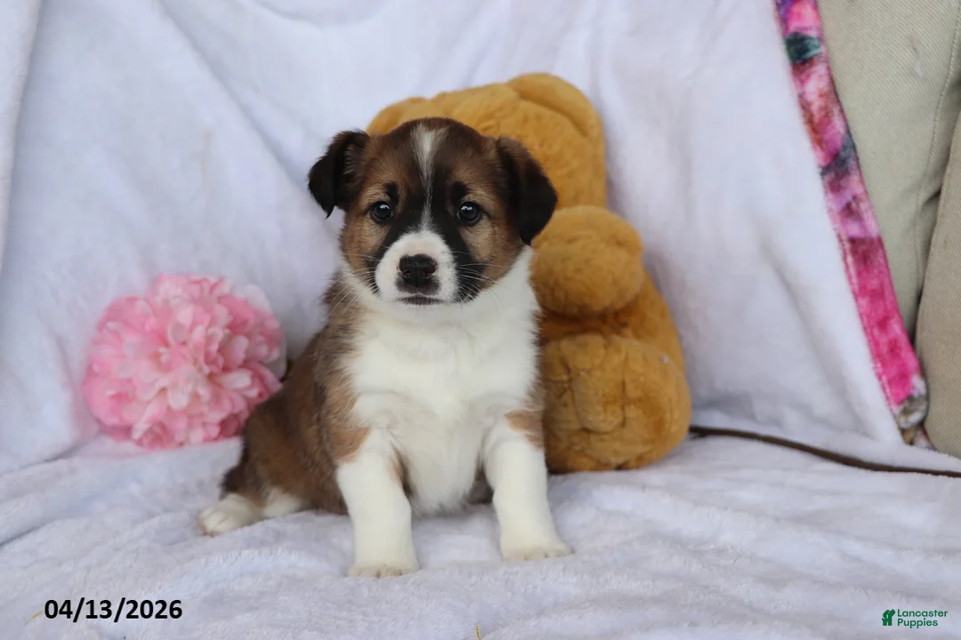 Mixed Breed dogs for sale: Terra  - Ad 1