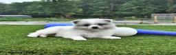 Pomeranian dogs for sale: Liam - Ad 4