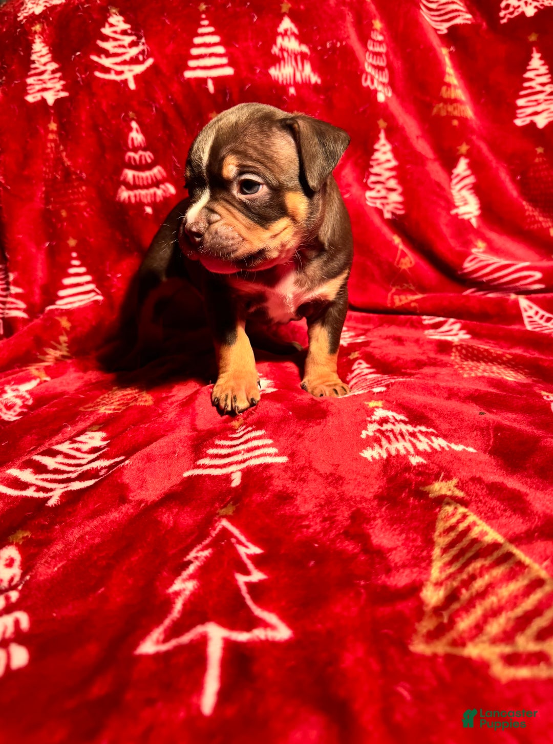 American Bully dogs for sale: American Bully Puppy 3 - Ad 5