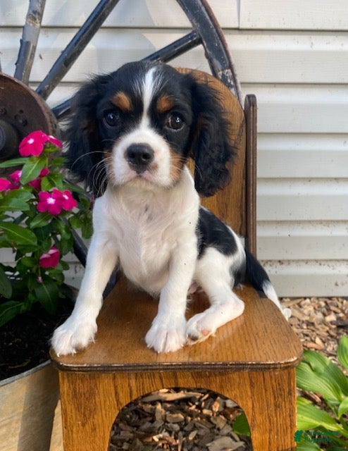 Cavalier King Charles Spaniel dogs George- genetic clear - Ad 1