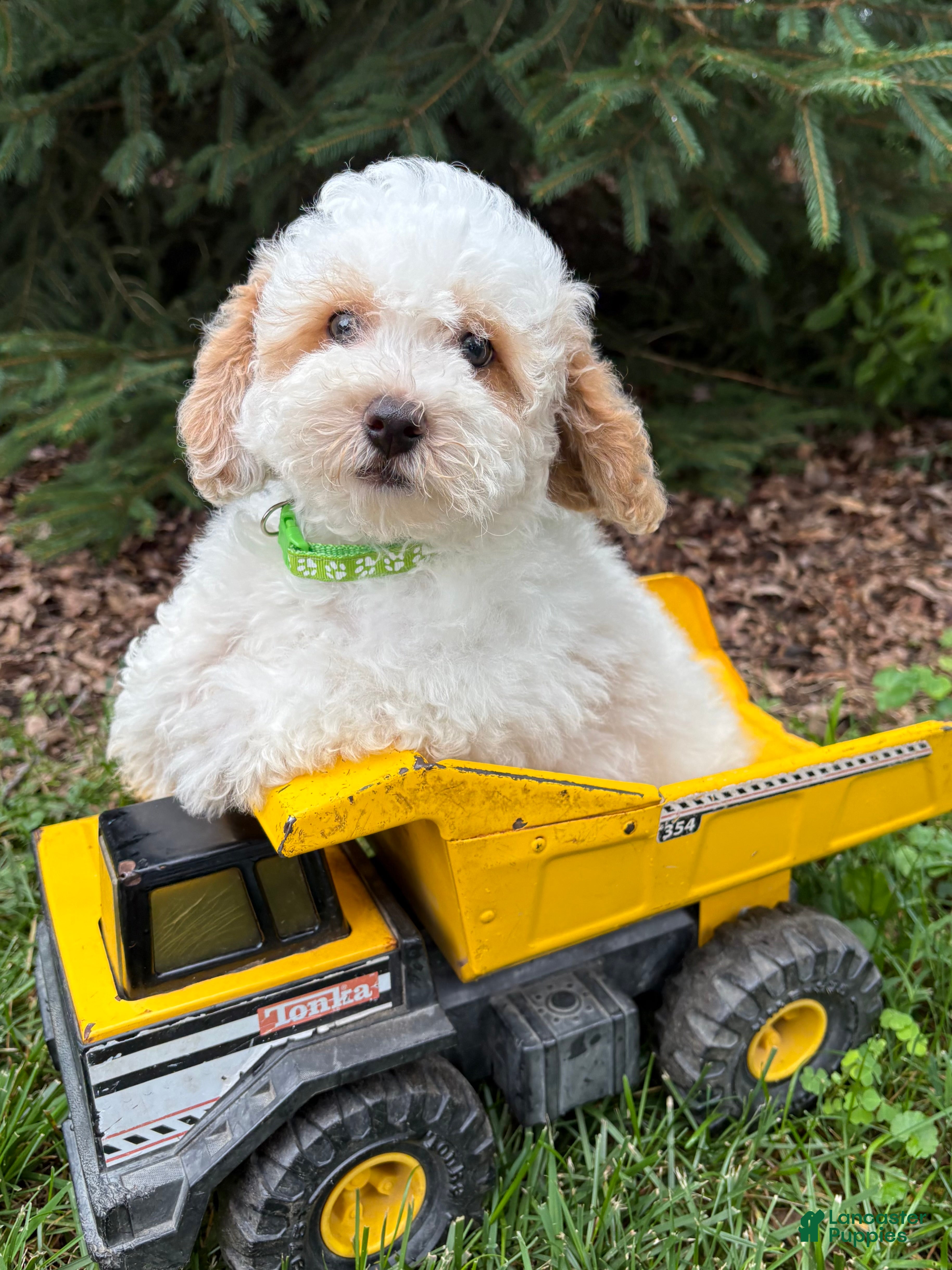 Havapoo dogs Arlo - Ad 1