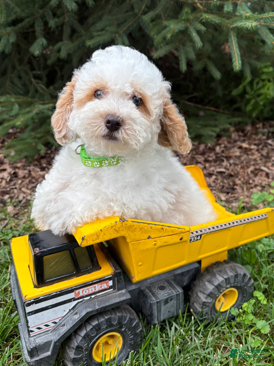 Havapoo dogs for sale: Arlo - Ad 1