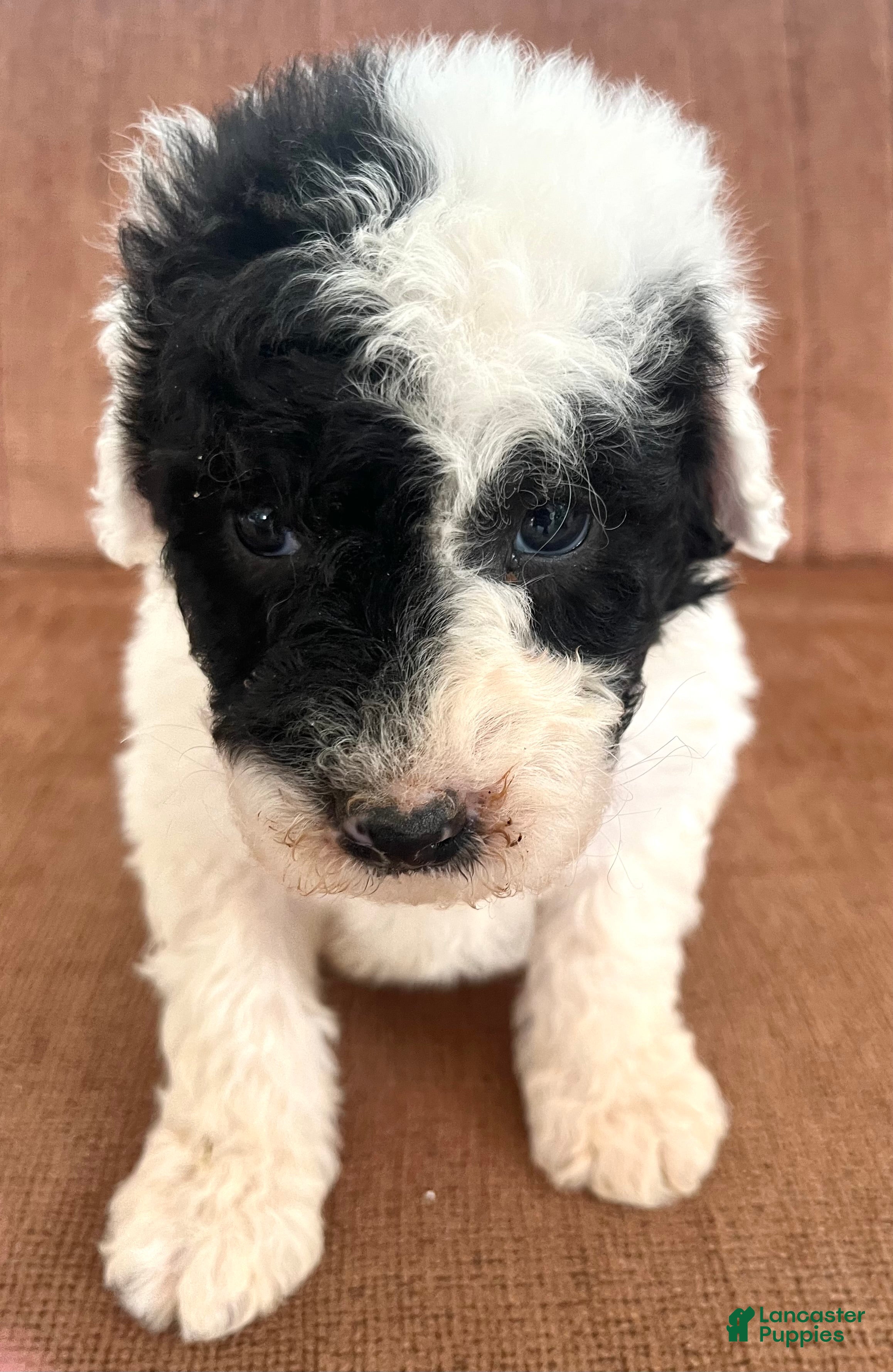 Mixed Breed dogs Ranger - Ad 2
