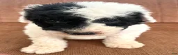 Mixed Breed dogs for sale: Ranger - Ad 2