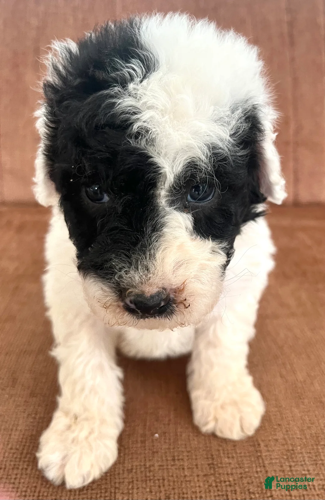 Mixed Breed dogs for sale: Ranger - Ad 2