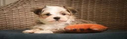 Havanese dogs for sale: Webster Havanese  - Ad 4