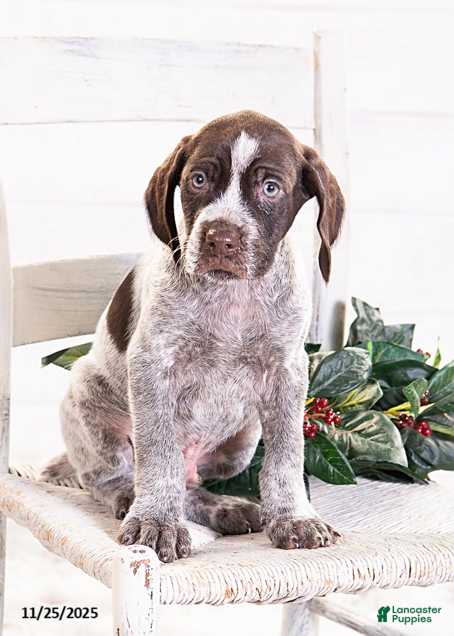 Mixed Breed dogs River - Ad 2