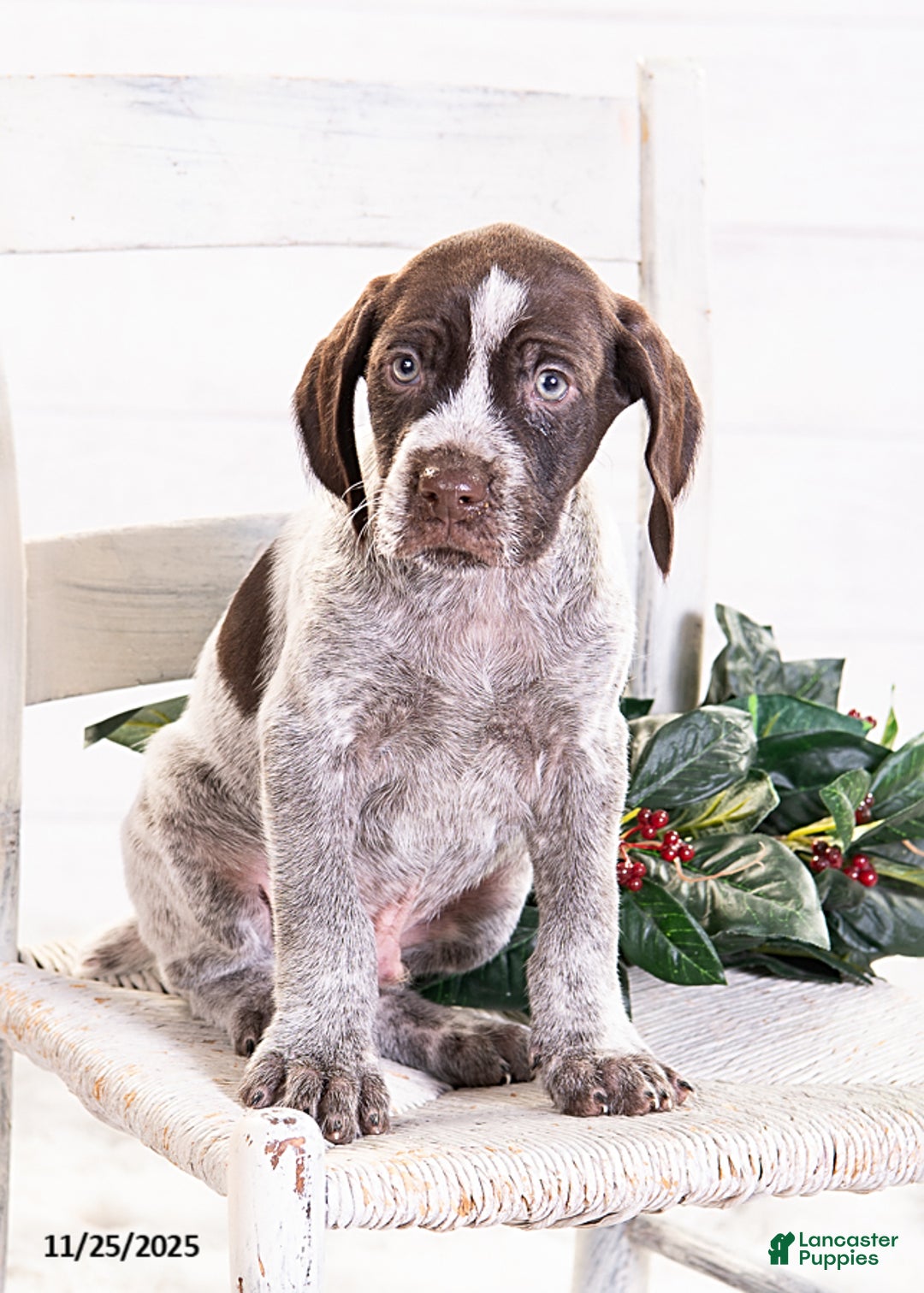 Mixed Breed dogs for sale: River - Ad 1