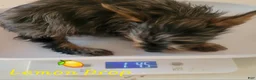 Yorkshire Terrier dogs for sale: Traditional Merle Female  - Ad 3