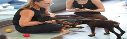 Rottweiler dogs for sale: Light Blue Collar - Ad 3