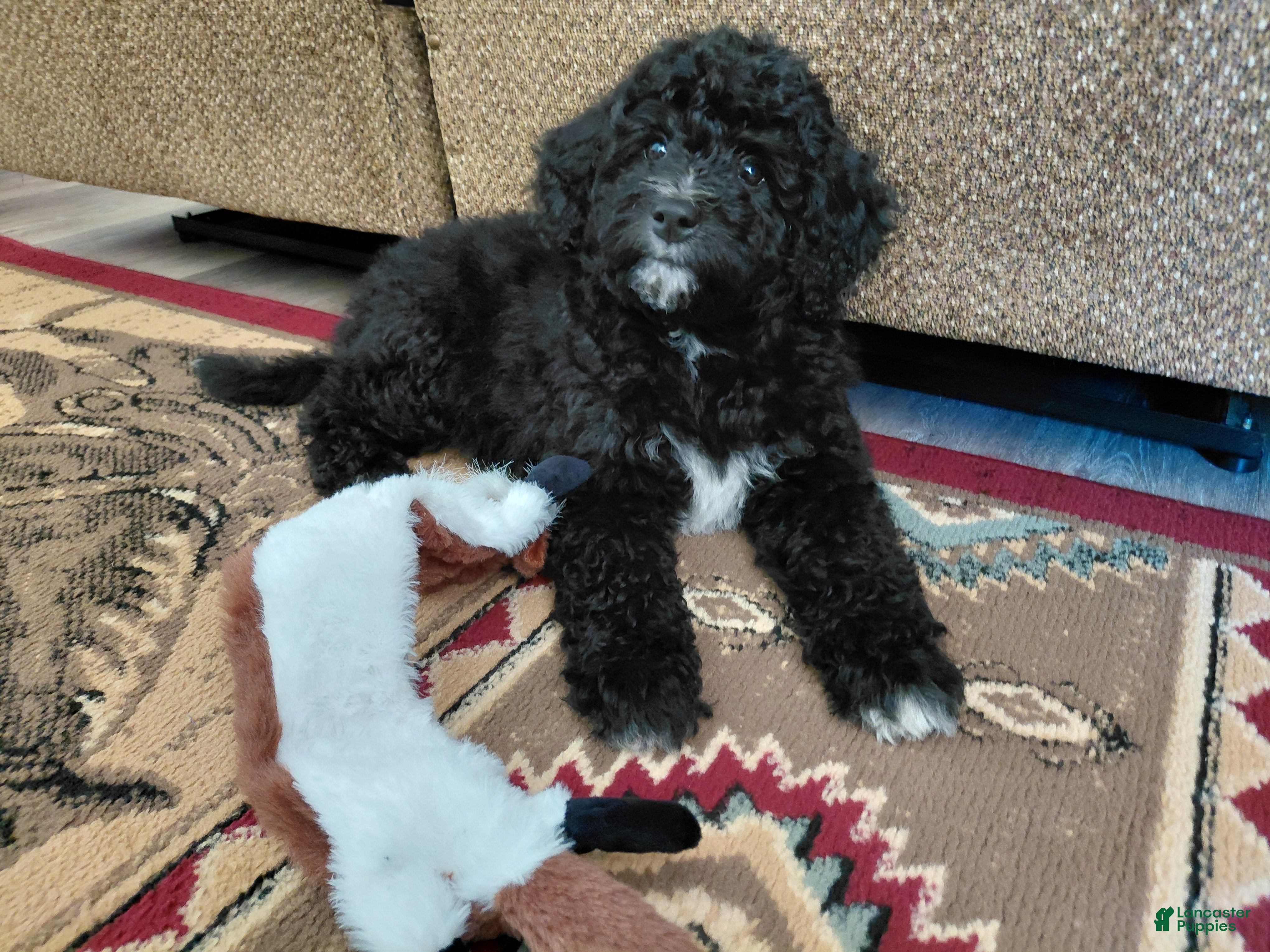 Mini Goldendoodle dogs Mini Goldendoodle Puppy CHELSEA - Ad 2