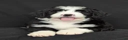 Bernedoodle dogs for sale: Nova - Ad 10