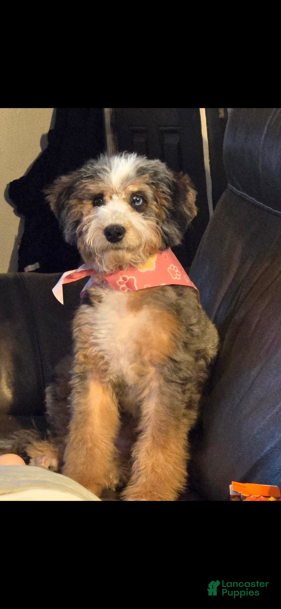 Mixed Breed dogs Mixed Breed Puppy 1 - Ad 4