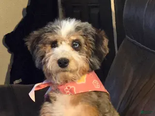 Mixed Breed dogs Mixed Breed Puppy 1 - Ad 7