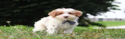 Yorkiepoo dogs for sale: Oreo - Ad 3