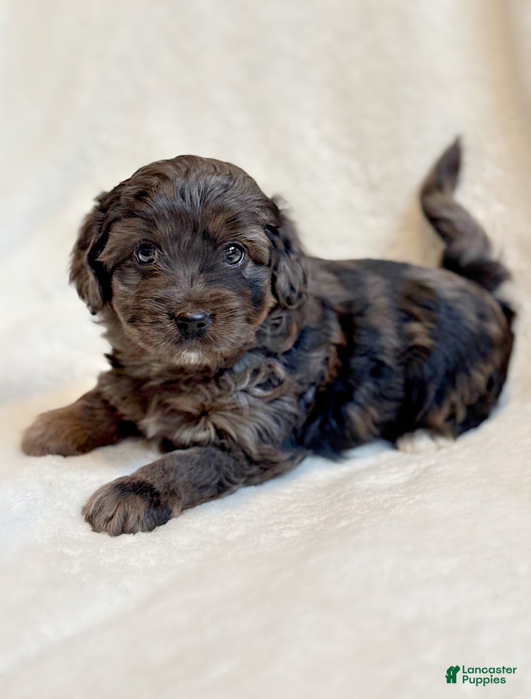 Mini Aussiedoodle dogs for sale: River - Ad 2