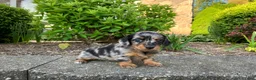 Miniature Dachshund dogs for sale: AKC-Hero - Ad 10