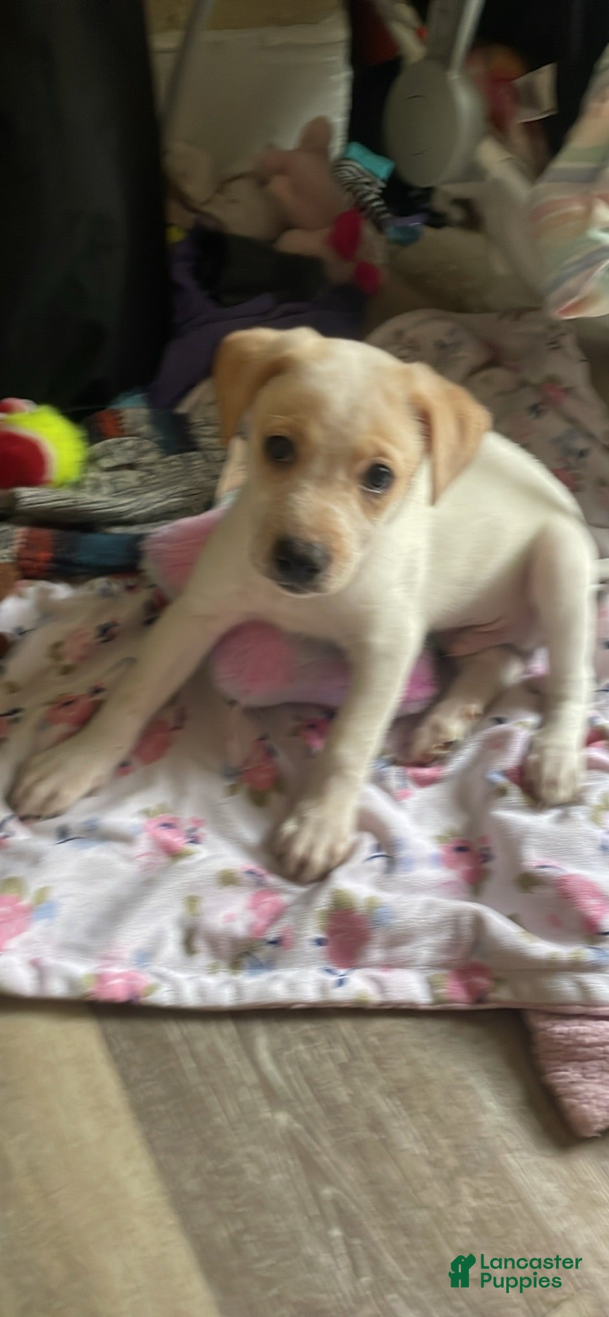 Labrador Retriever dogs Labrador Retriever 1 - Ad 9