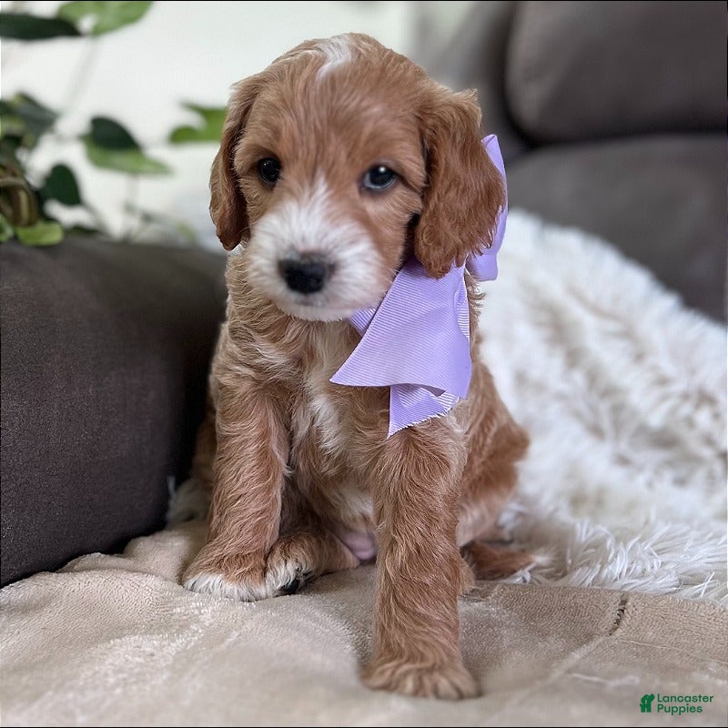 Goldendoodle dogs Tango (Miniature Girl) - Ad 32