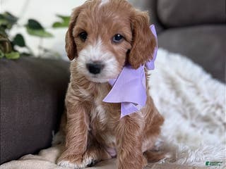 Mini Goldendoodle dogs Tango (Miniature Girl) - Ad 30