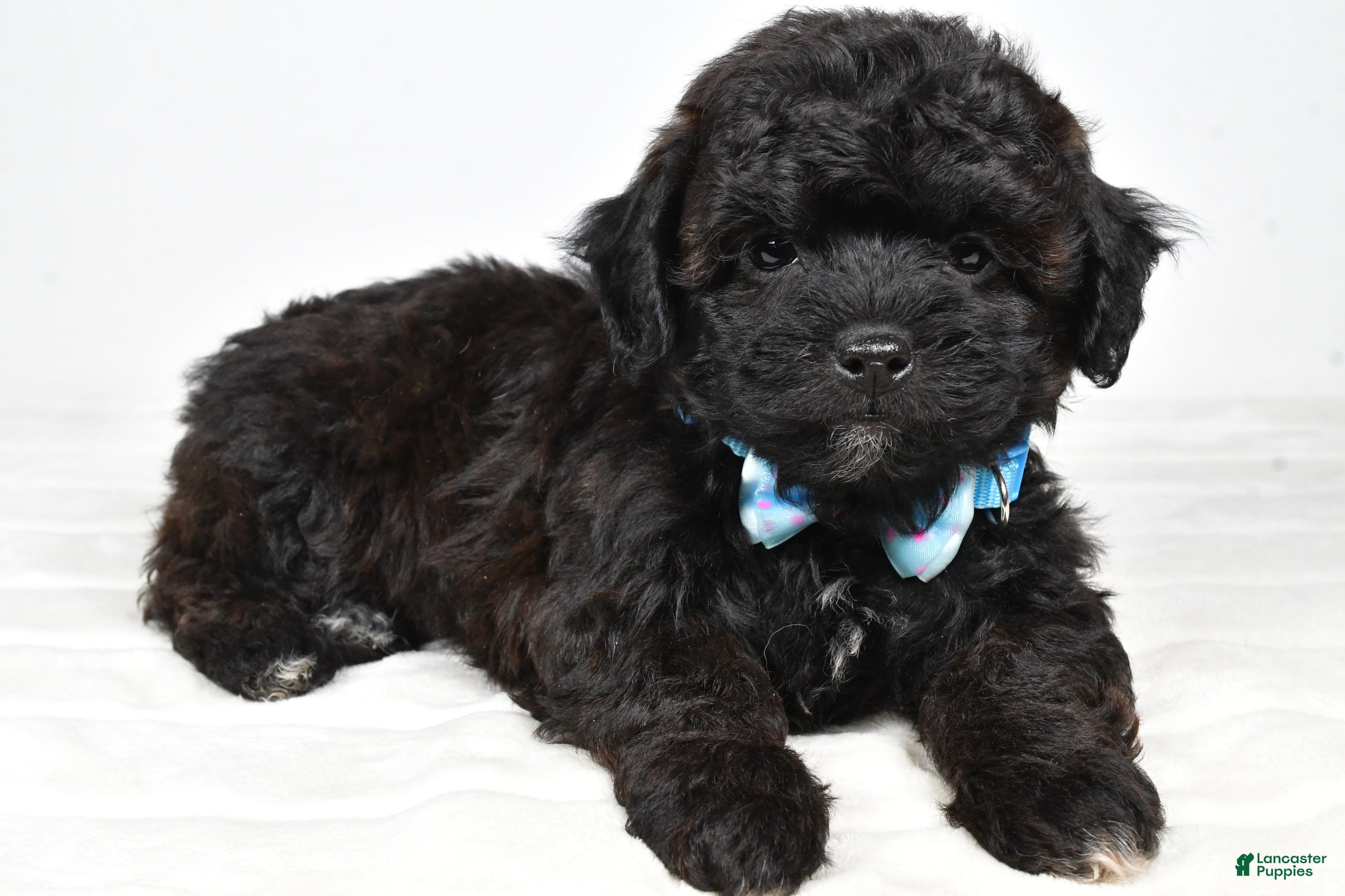 Shihpoo dogs Ian - Ad 1