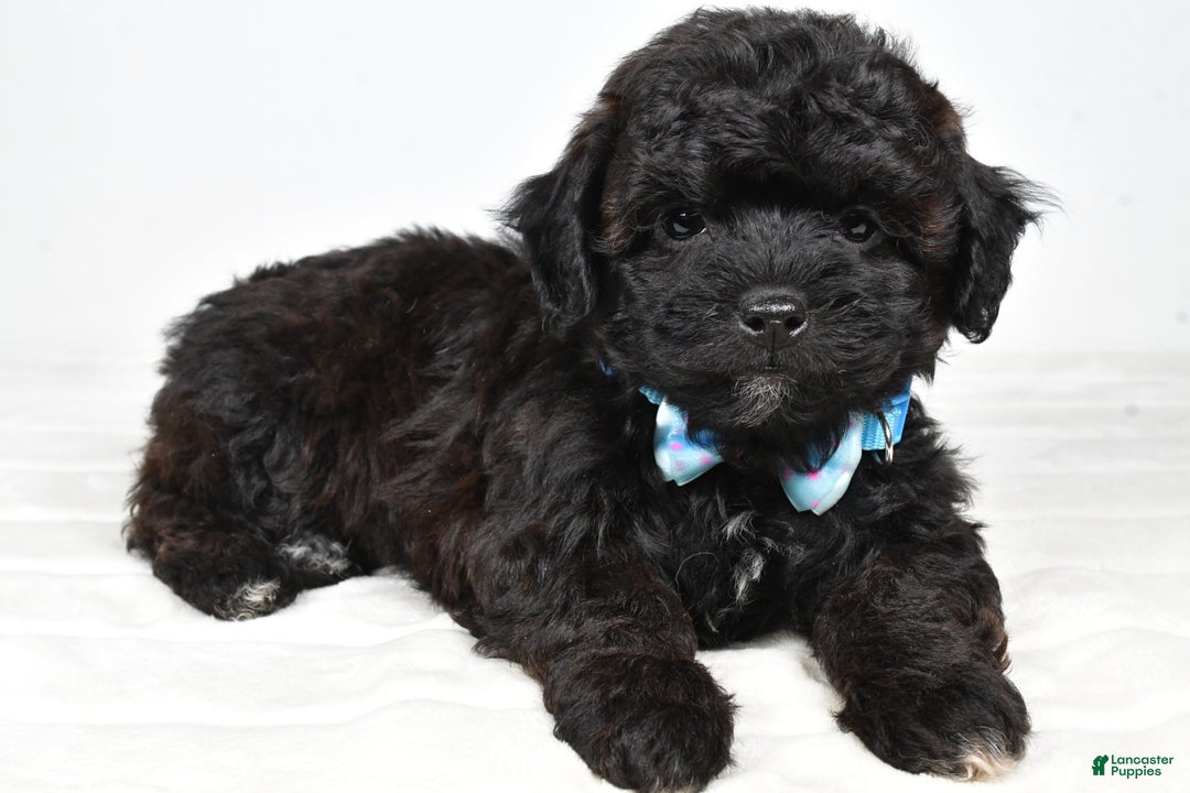 Shihpoo dogs for sale: Ian - Ad 6