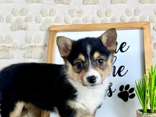 Welsh Corgi Pembroke dogs CKC Lizzie - Ad 39