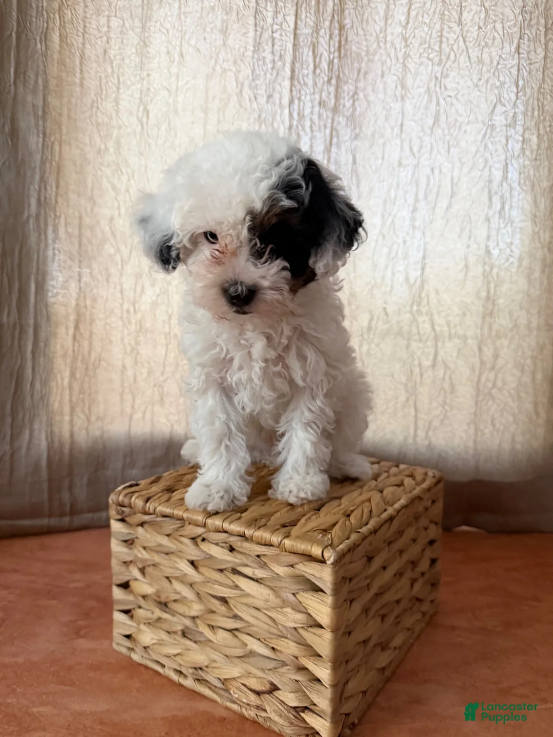 Toy Poodle dogs for sale: Toy Poodle black and white  - Ad 1