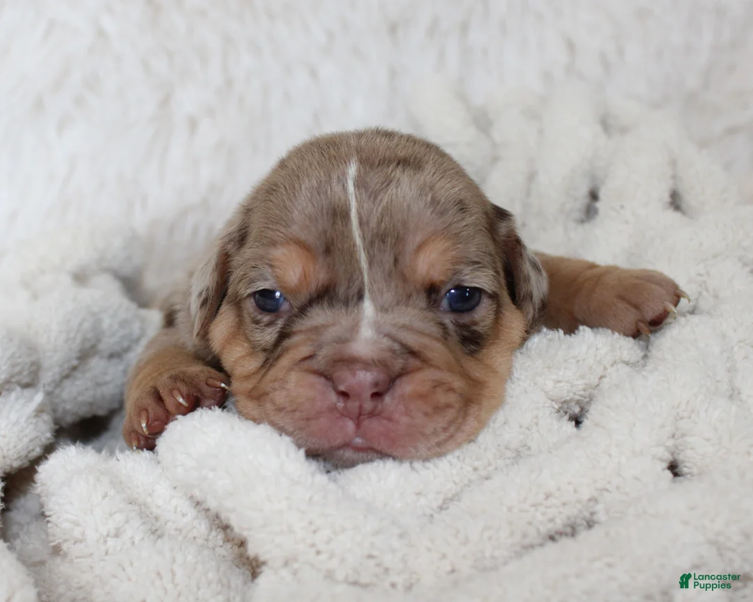 English Bulldog dogs for sale: Kyah - Ad 2