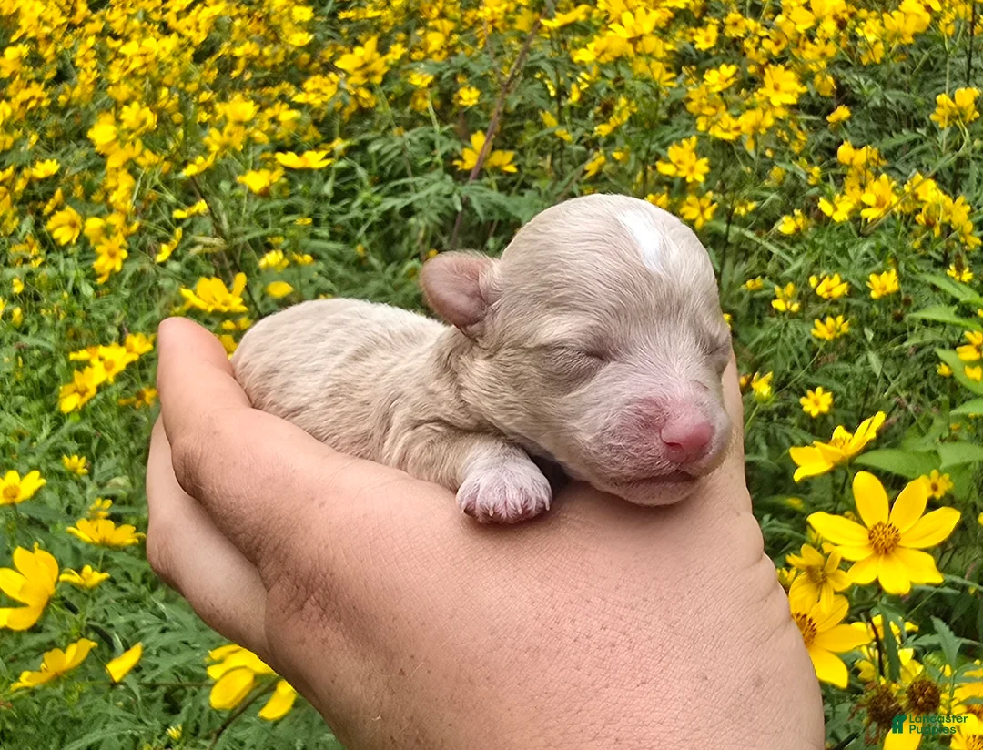 Maltipoo dogs for sale: Crispin  - Ad 2
