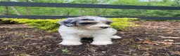 Bernedoodle dogs for sale: Lucy - Ad 8