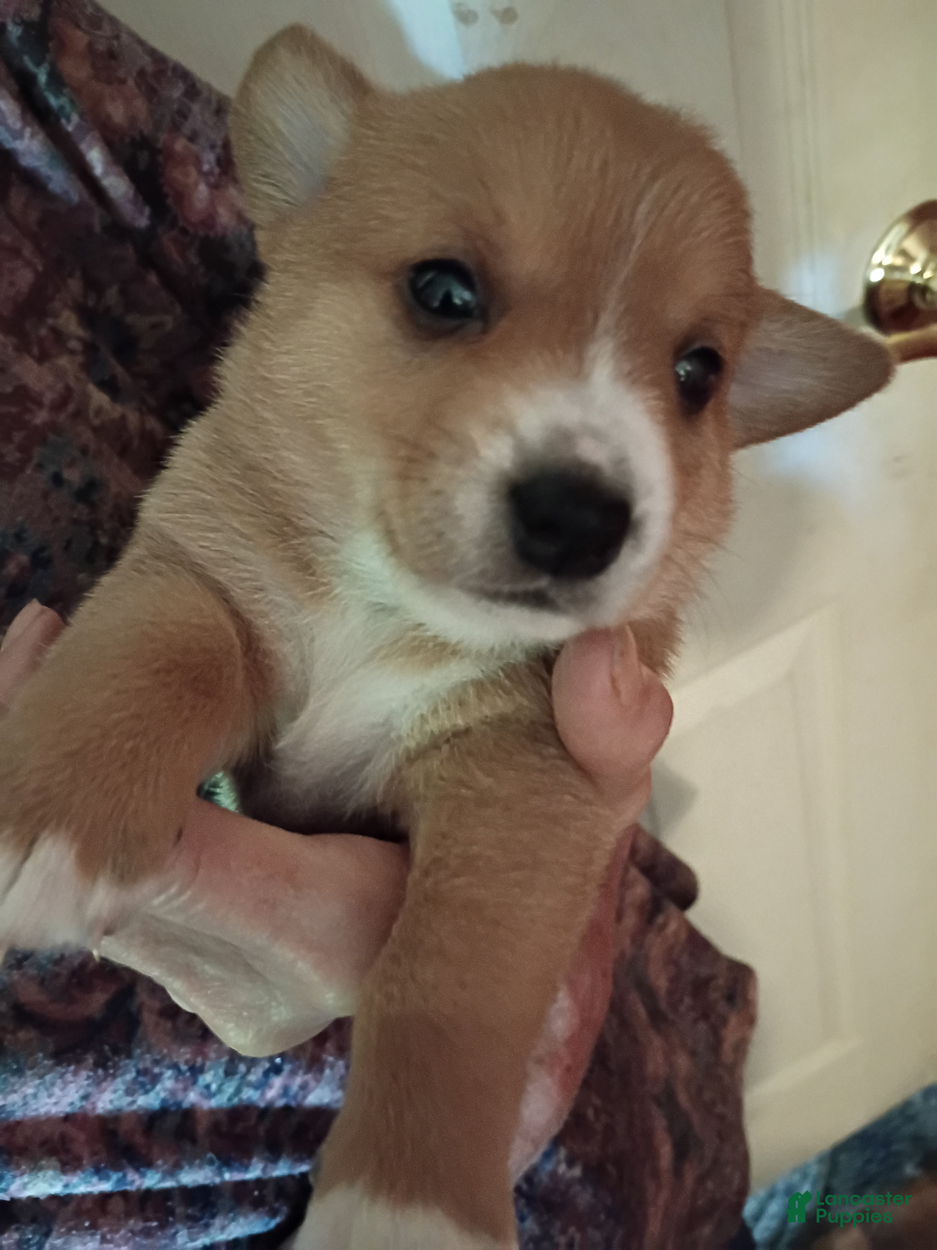 Mixed Breed dogs Mixed Breed 3 - Ad 42