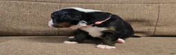 Miniature Bernese Mountain Dog dogs for sale: Bellini - Ad 4