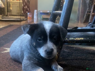 Australian Cattle Dog dogs Australian Cattle Dog Puppy 1 - Ad 23