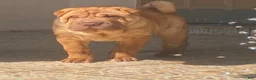 Shar Pei dogs for sale: Goose - Ad 13