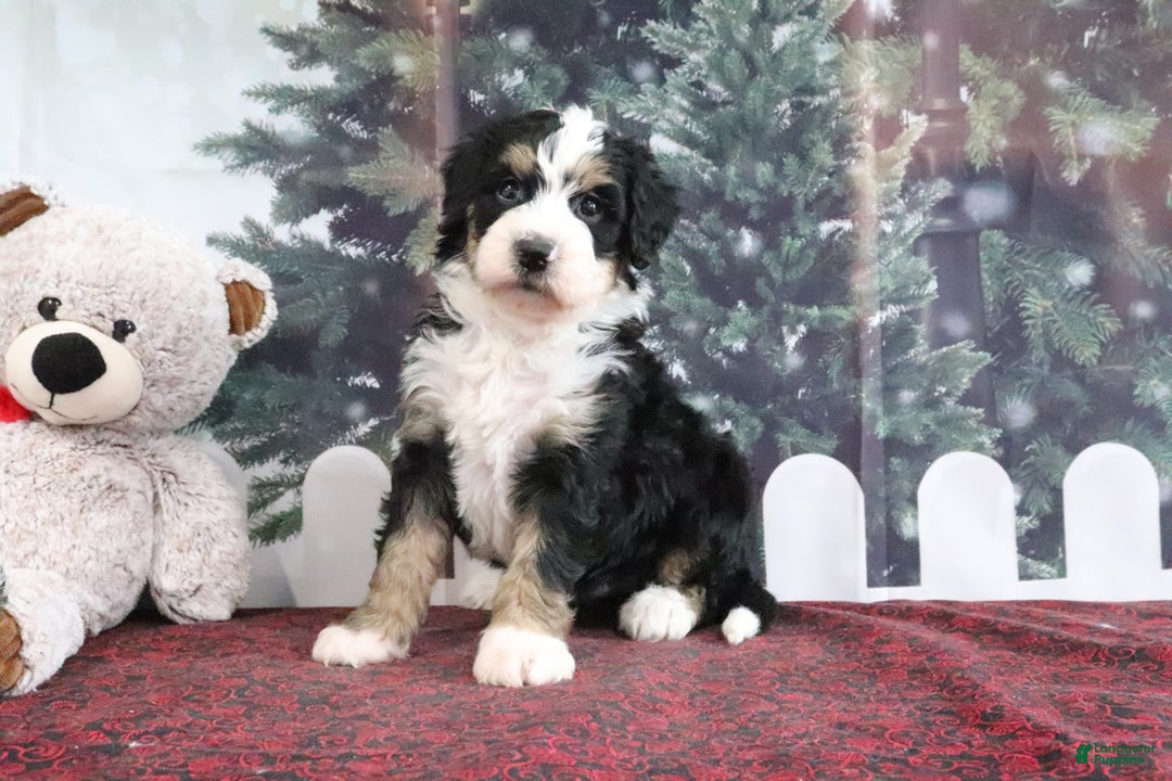 Mini Bernedoodle dogs for sale: Tyler - Ad 2