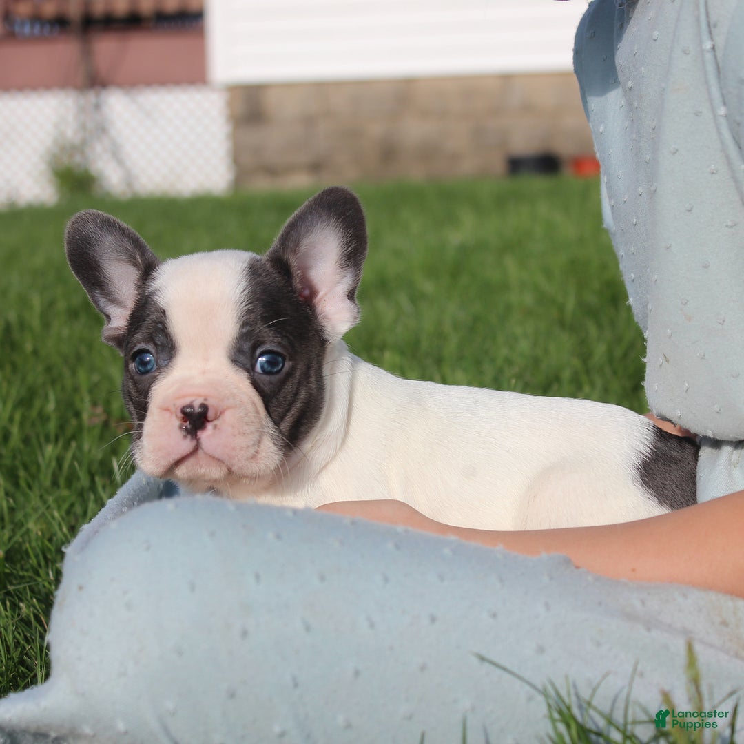 French Bulldog dogs for sale: Stiles - Ad 12