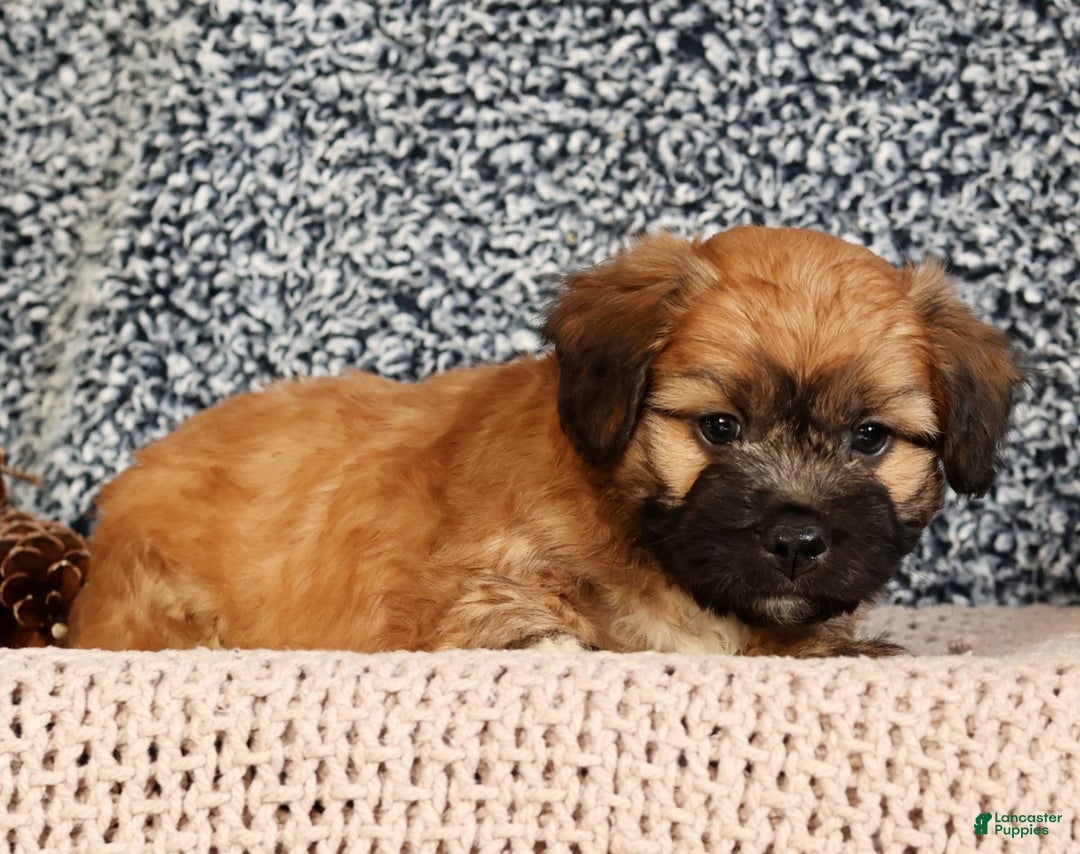 Mixed Breed dogs for sale: Jax - Ad 5