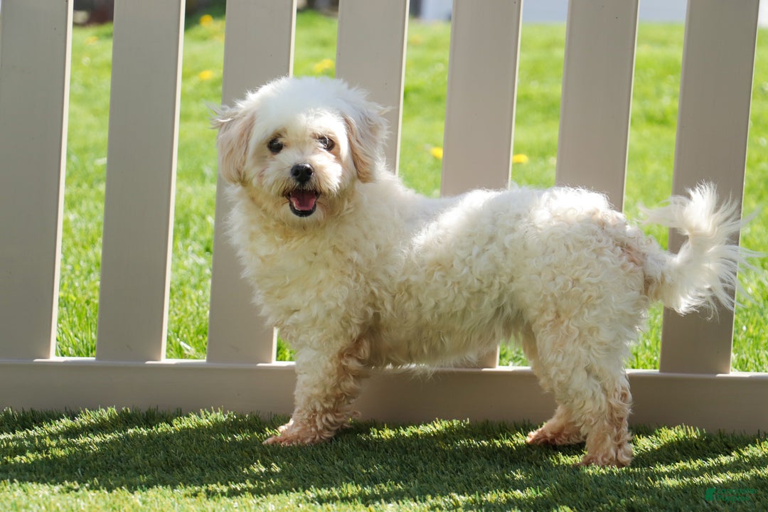 Maltipoo dogs for sale: Kenny - Ad 7