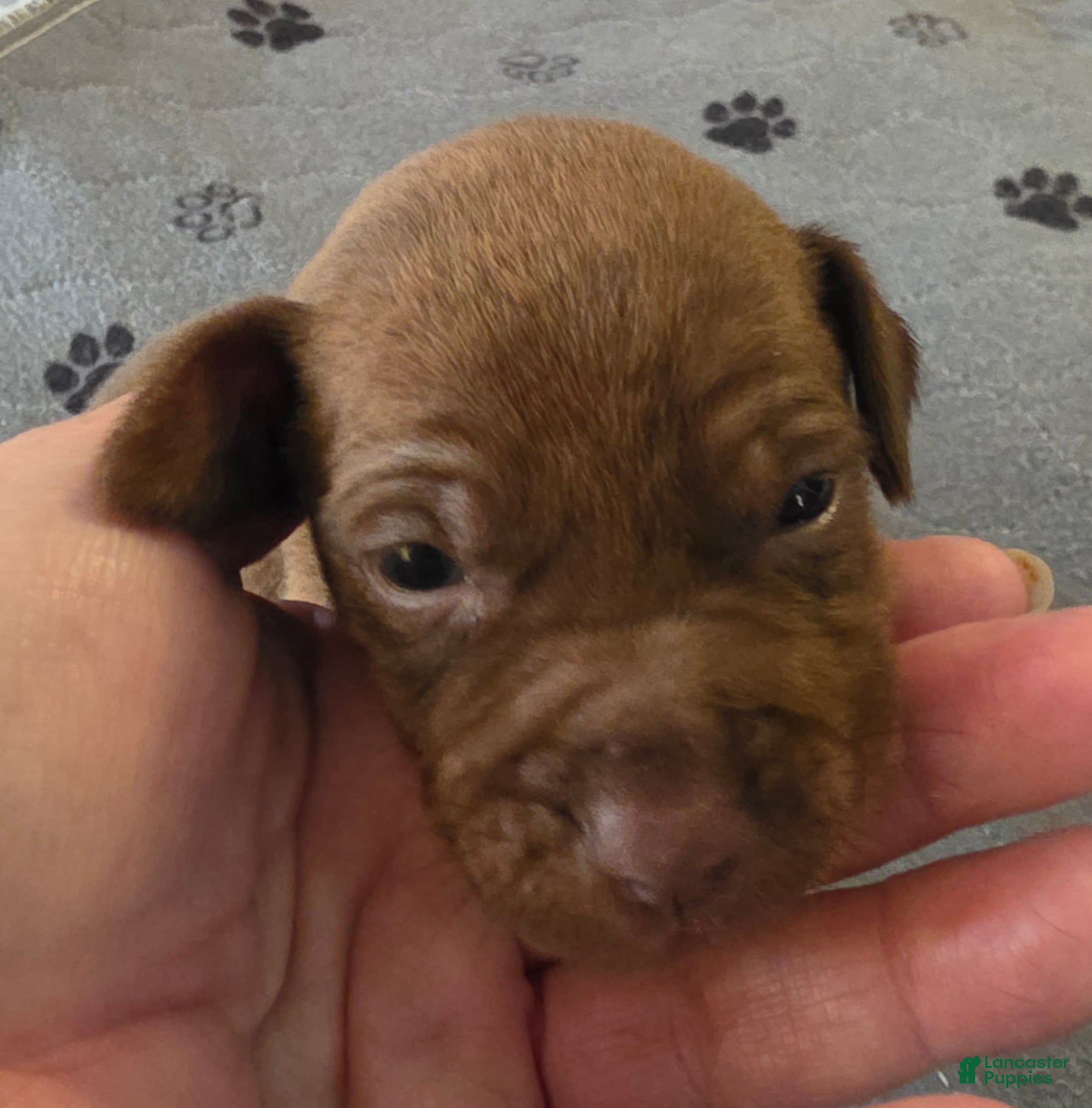 Miniature Pinscher dogs J-green  - Ad 1