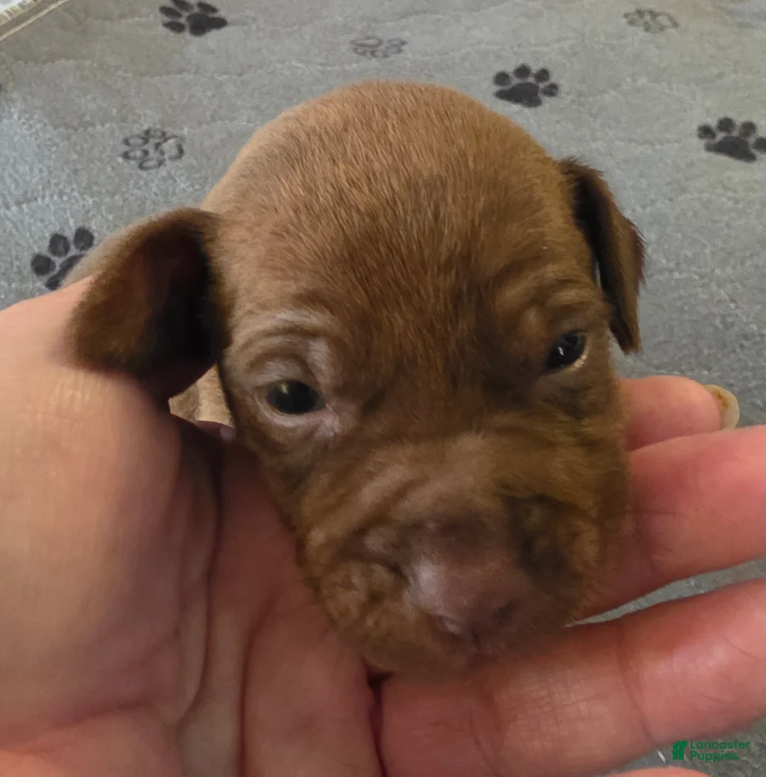 Miniature Pinscher dogs for sale: J-green  - Ad 1