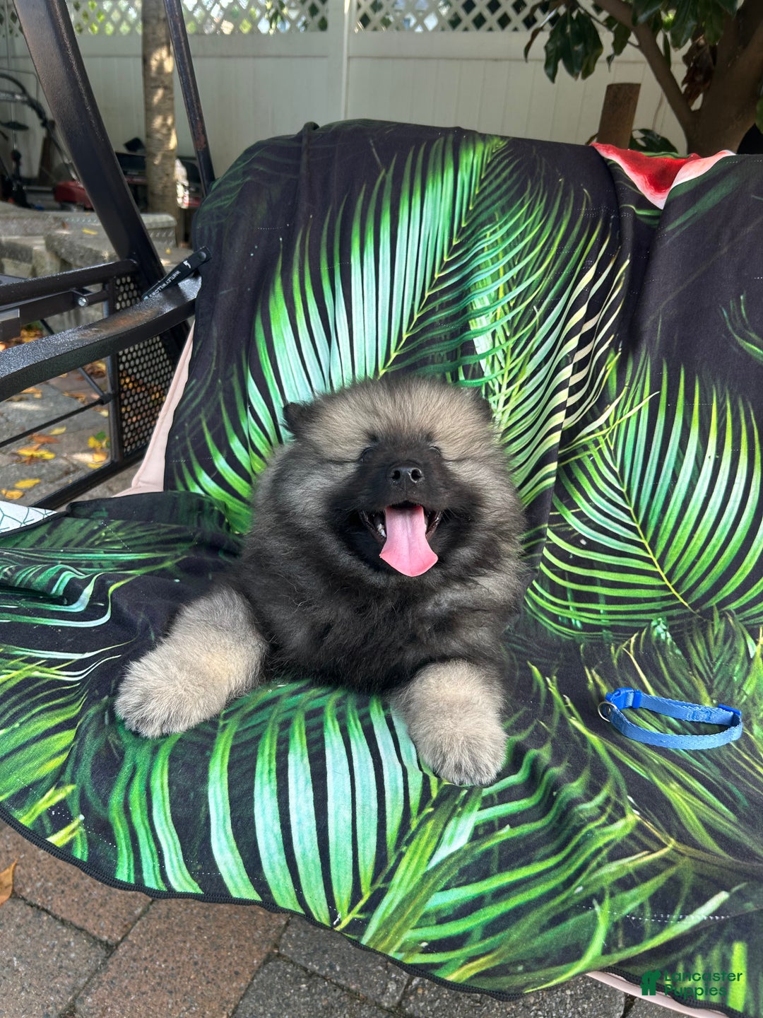 Keeshond dogs for sale: Archi - Ad 3