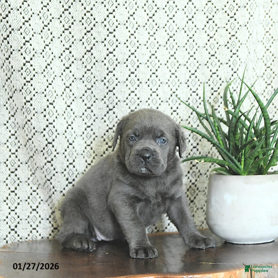 Cane Corso dogs for sale: Nala - Ad 4