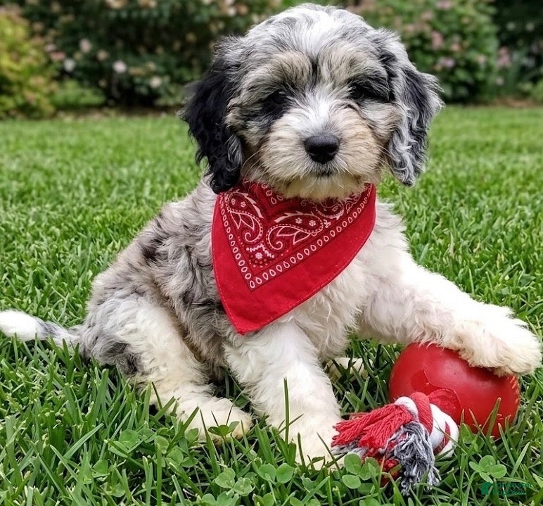 Cockapoo dogs for sale: Cockapoo 1 - Ad 3